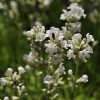 Lavandula angustifolia 'Nana Alba' -- Lavendel